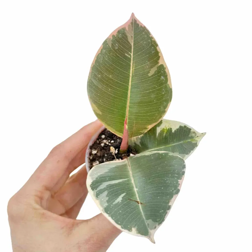 Plant and Stories Ficus Elastica Tineke plante pot 12 cm panaché