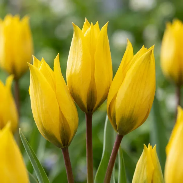 Plant and Stories Tulipe des bois bulbes 40 bulbes jaune naturalisant
