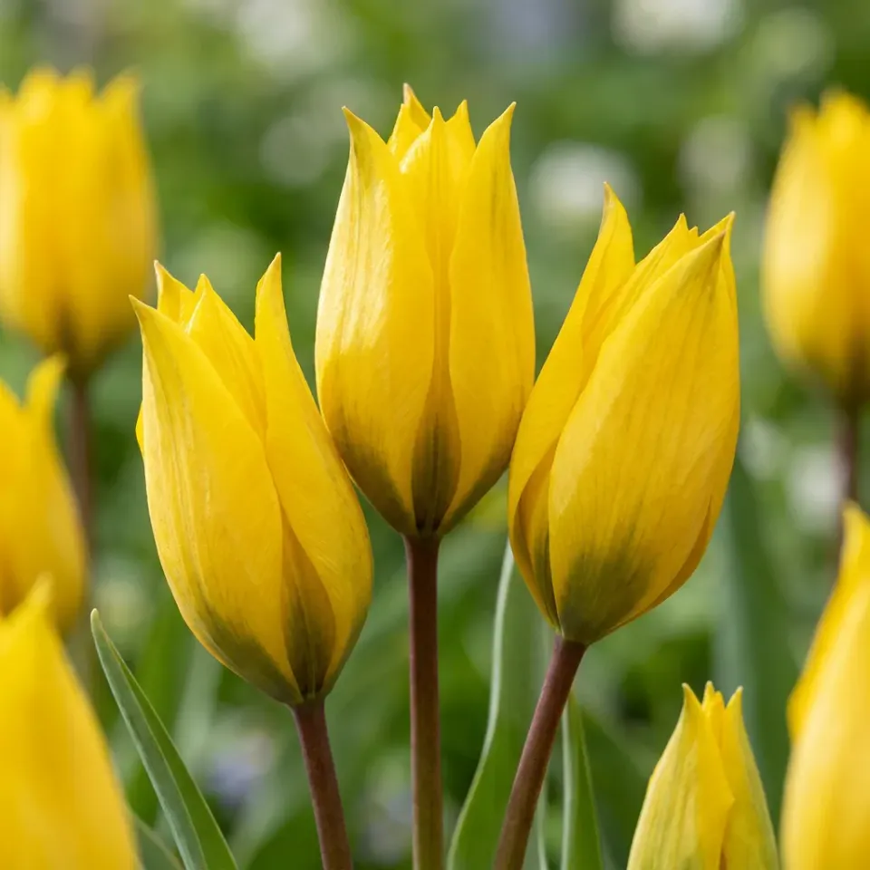 Plant and Stories Tulipe des bois bulbes 40 bulbes jaune naturalisant