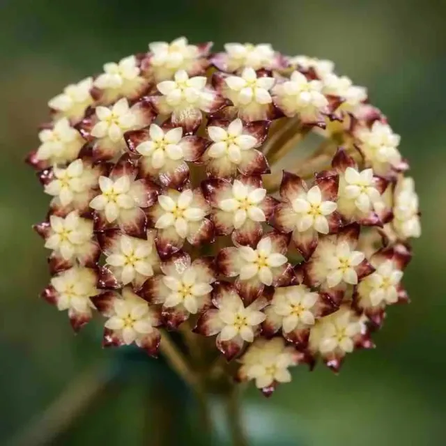 Plant and Stories Hoya Clemensiorum plante pot 6cm velouté