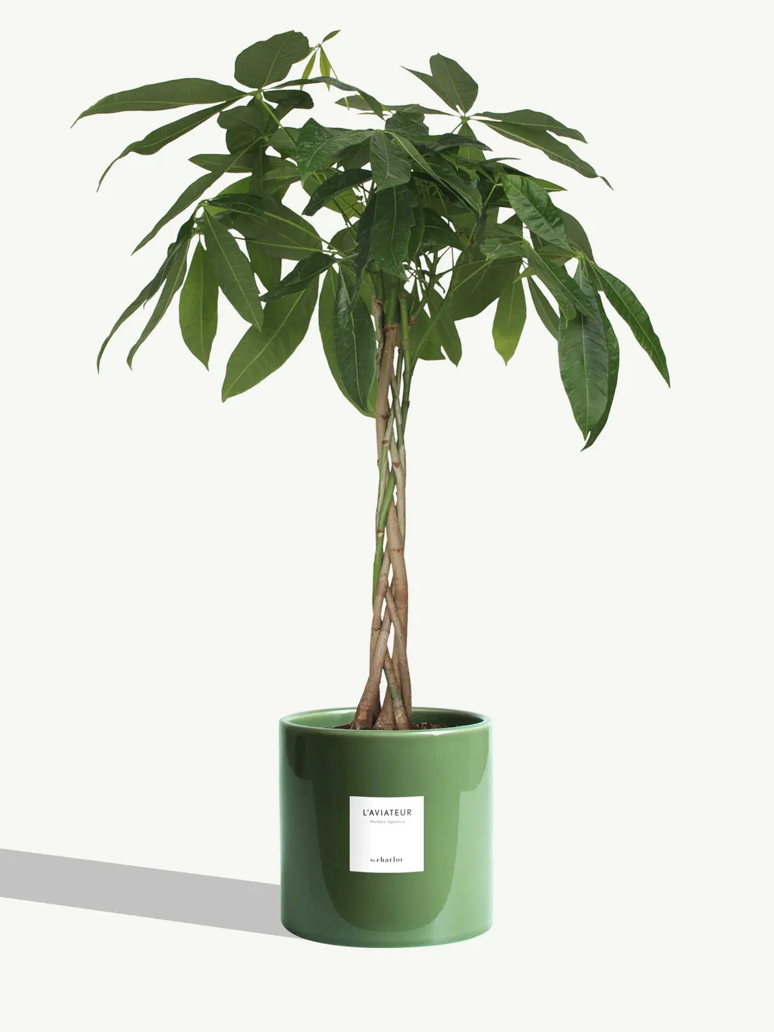 By Charlot L'Élégante grande plante ficus 18 cm