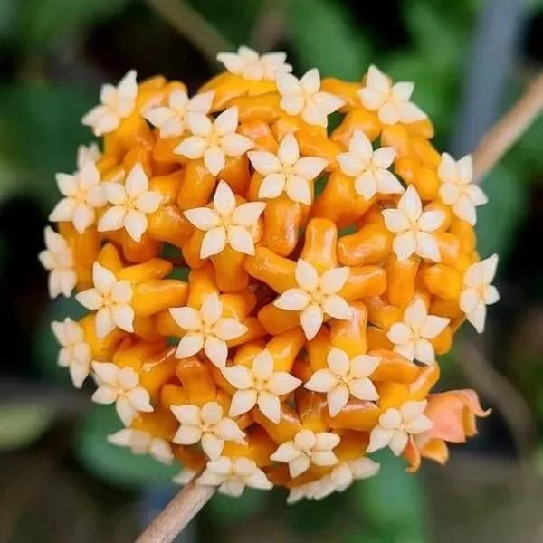 Plant and Stories Hoya aff. Vitellina plante 9 cm