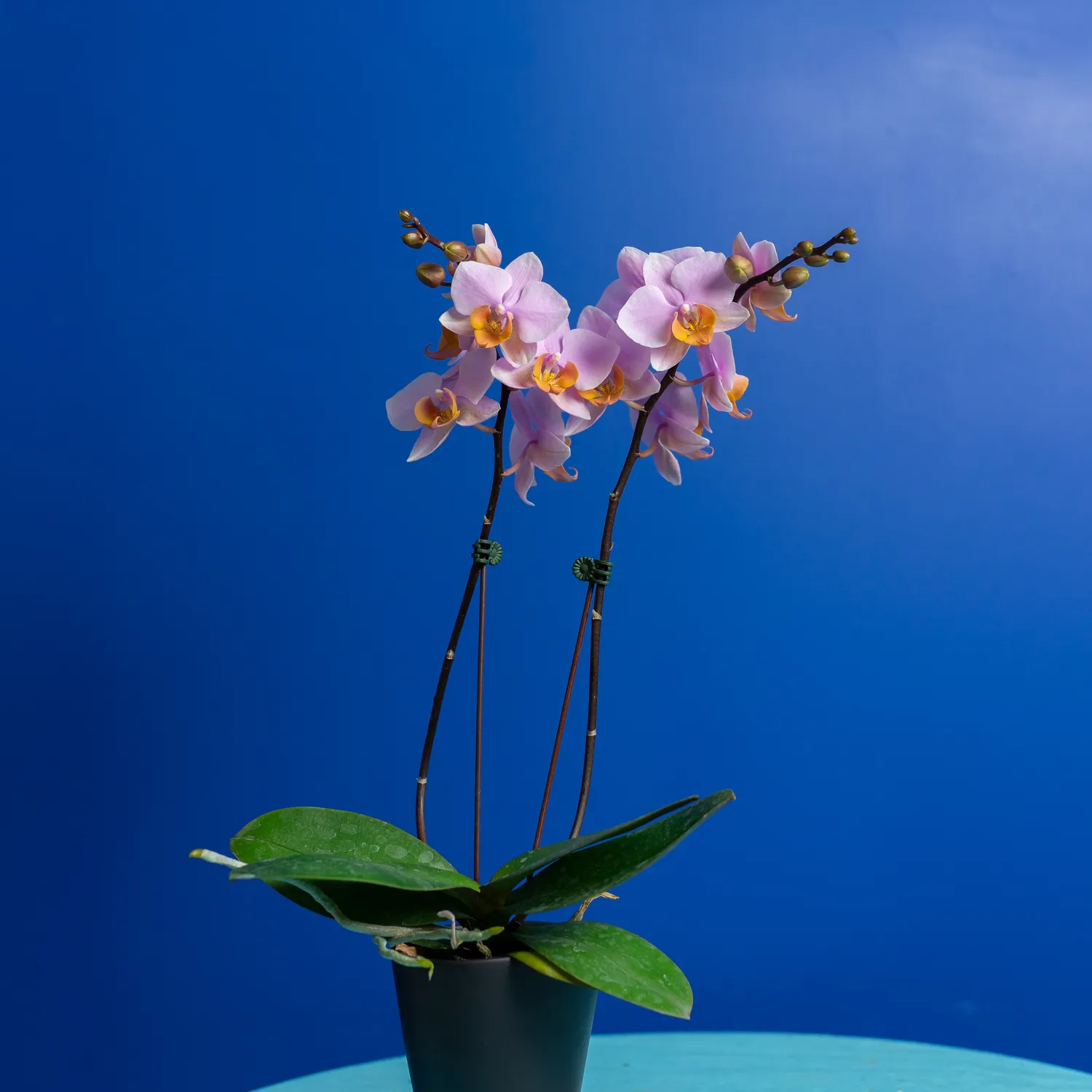 Orchidées de Prestige Brut Sauvage 5 orchidée vive