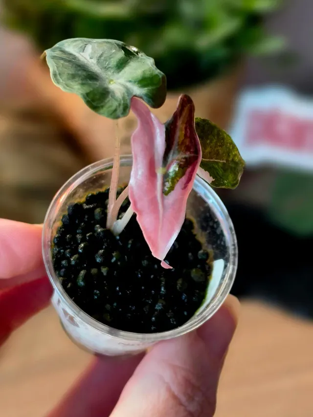 plant.ess Alocasia Nobilis Pink plante 3 feuilles rose