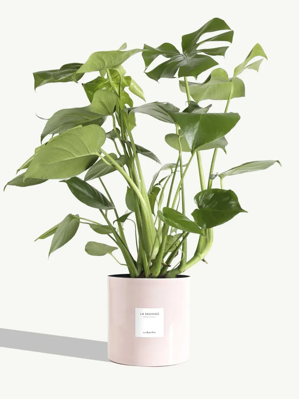 By Charlot La Sauvage plante monstera 77 cm pot 18 cm