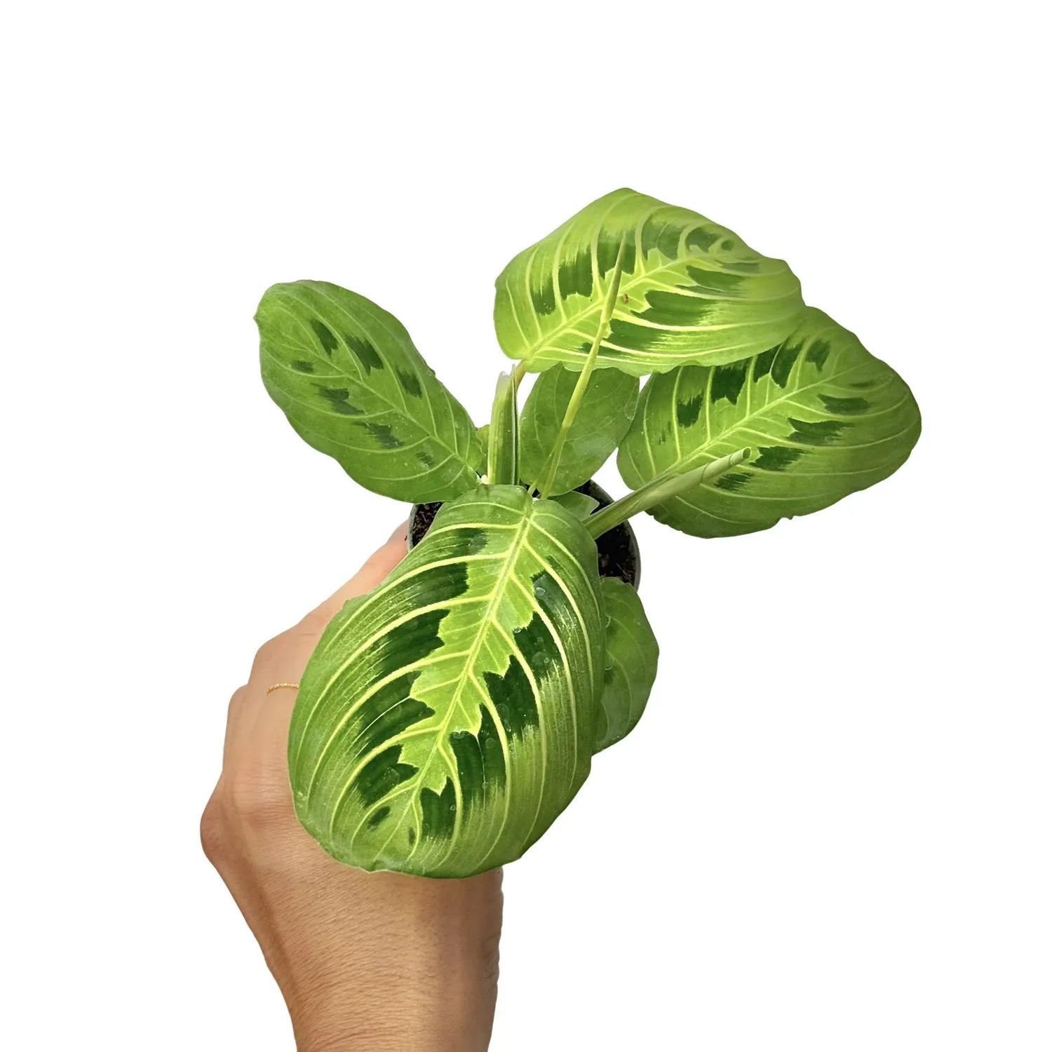 Plant and Stories Lemon Lime maranta citron pot 6 cm