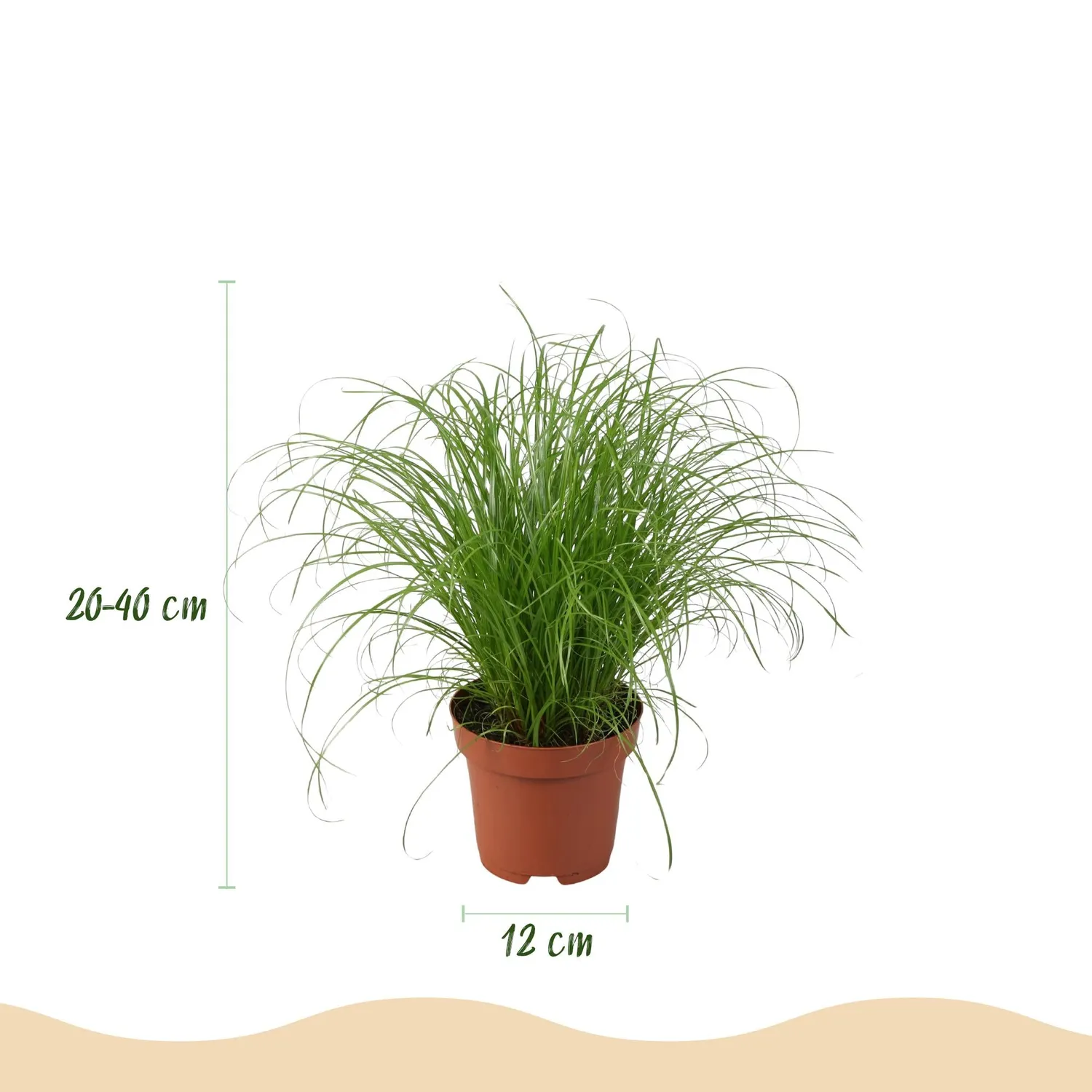 Plant and Stories Lot 4 plantes pet-friendly d’intérieur pot 12 cm sans cache-pot