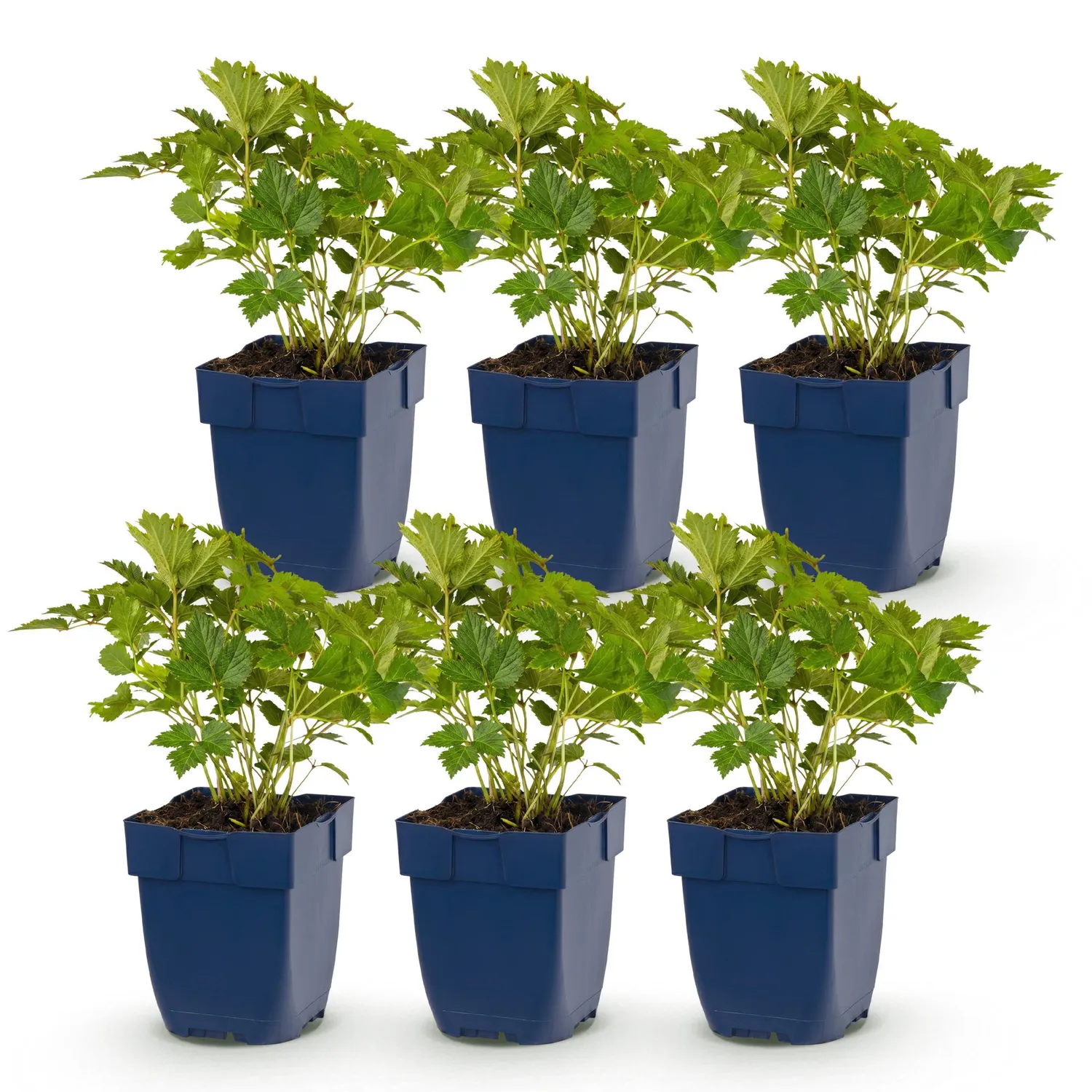 Plant and Stories Astilbe Pumila Vivace Ombre Pot 11cm 1 Plant