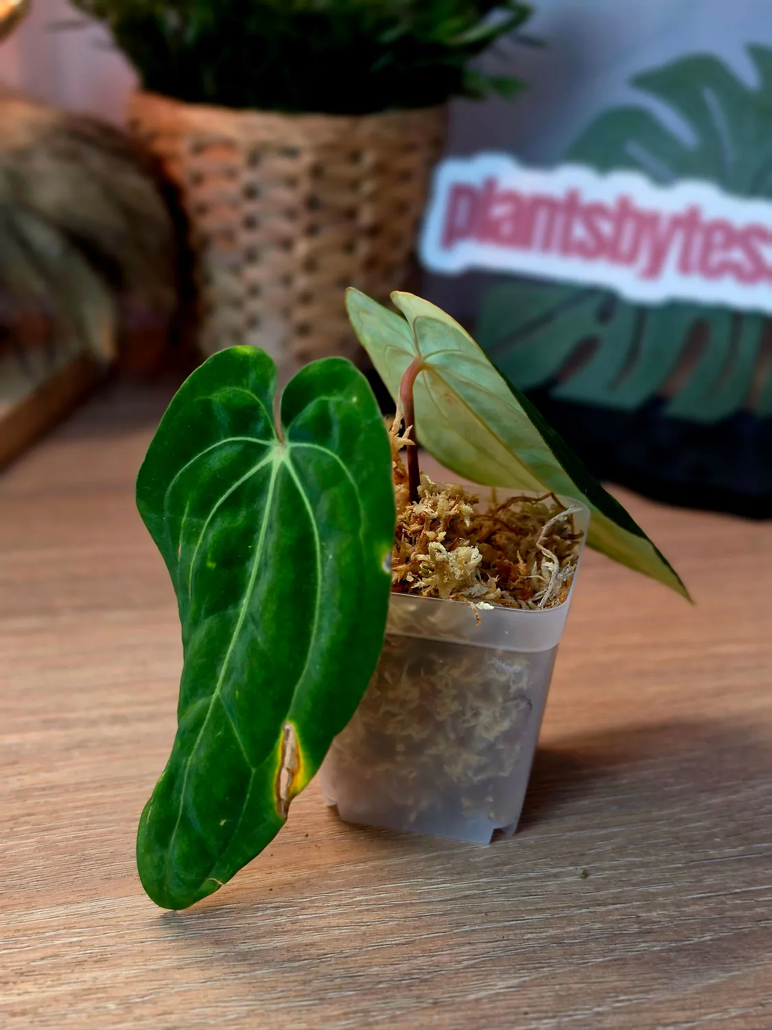 plant.ess SKG Silver x Crystallinum anthurium top cut 2 feuilles