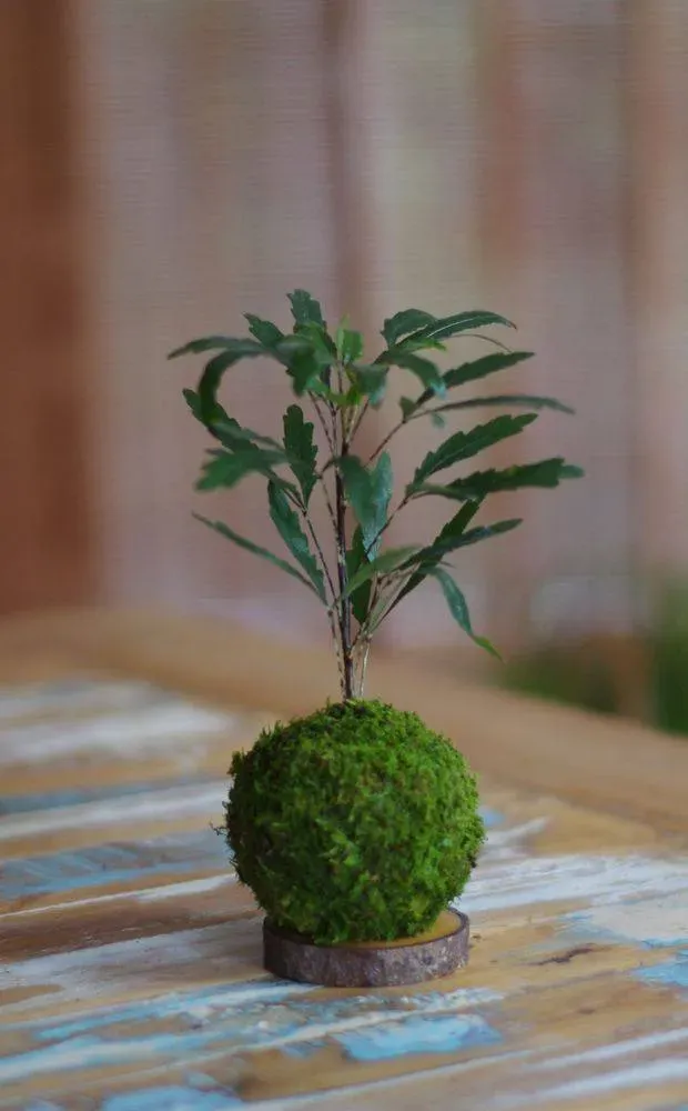 Aquaphyte Kokedama Hiyoko Schefflera mini poussin
