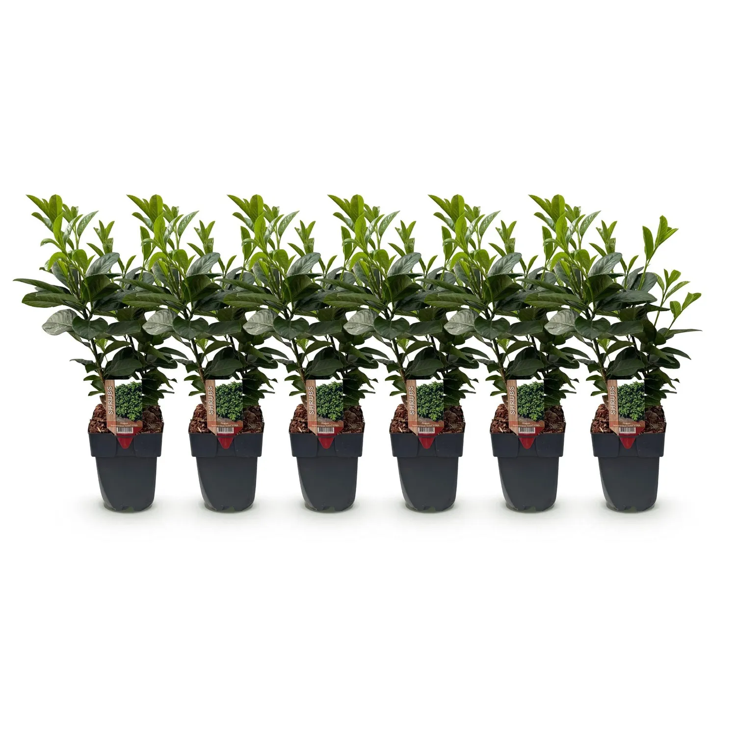 Plant and Stories Etna laurier-cerise 6 plants haie 1 m