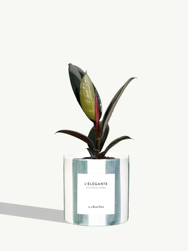 By Charlot L'Élégante plante Maldive Rayé céramique