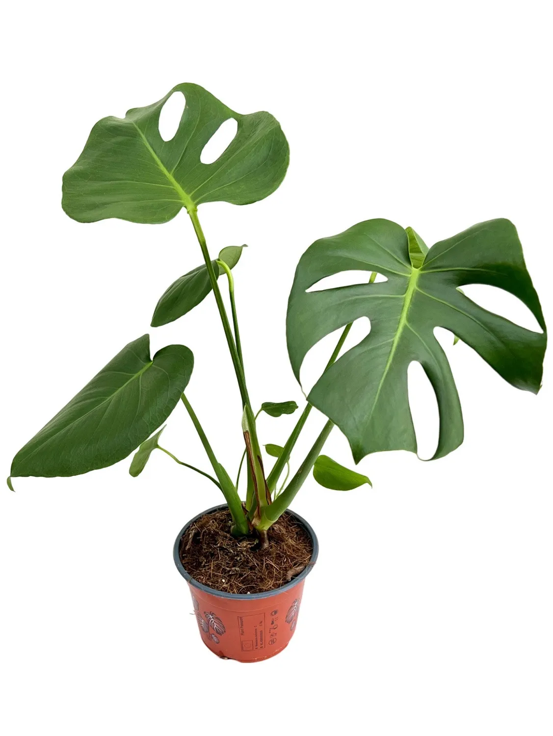 Plant and Stories Monstera Deliciosa plante pot 6cm découpée