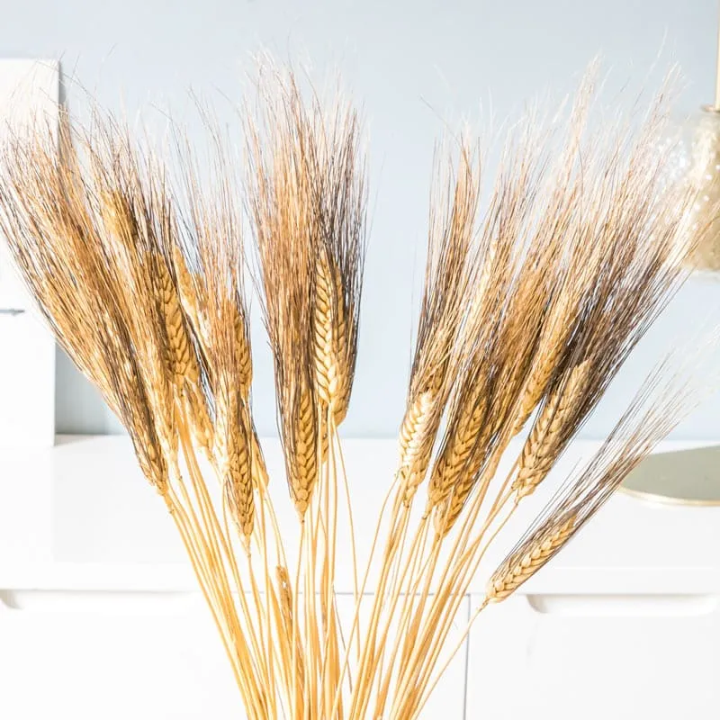 Réconciliation Végétale Blé Barbu bouquet séché 250g naturel