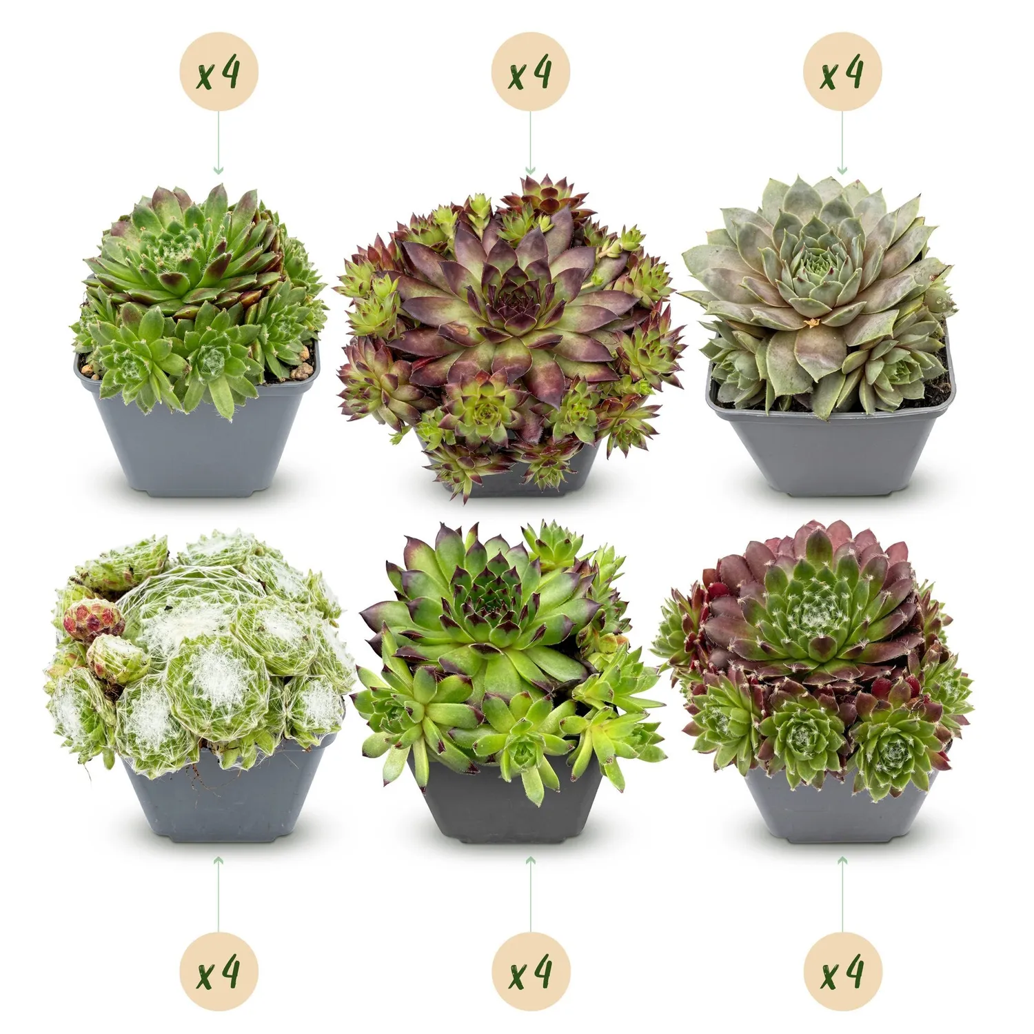 Plant and Stories Joubarbe Big Sam succulente lot 6 pot 7cm
