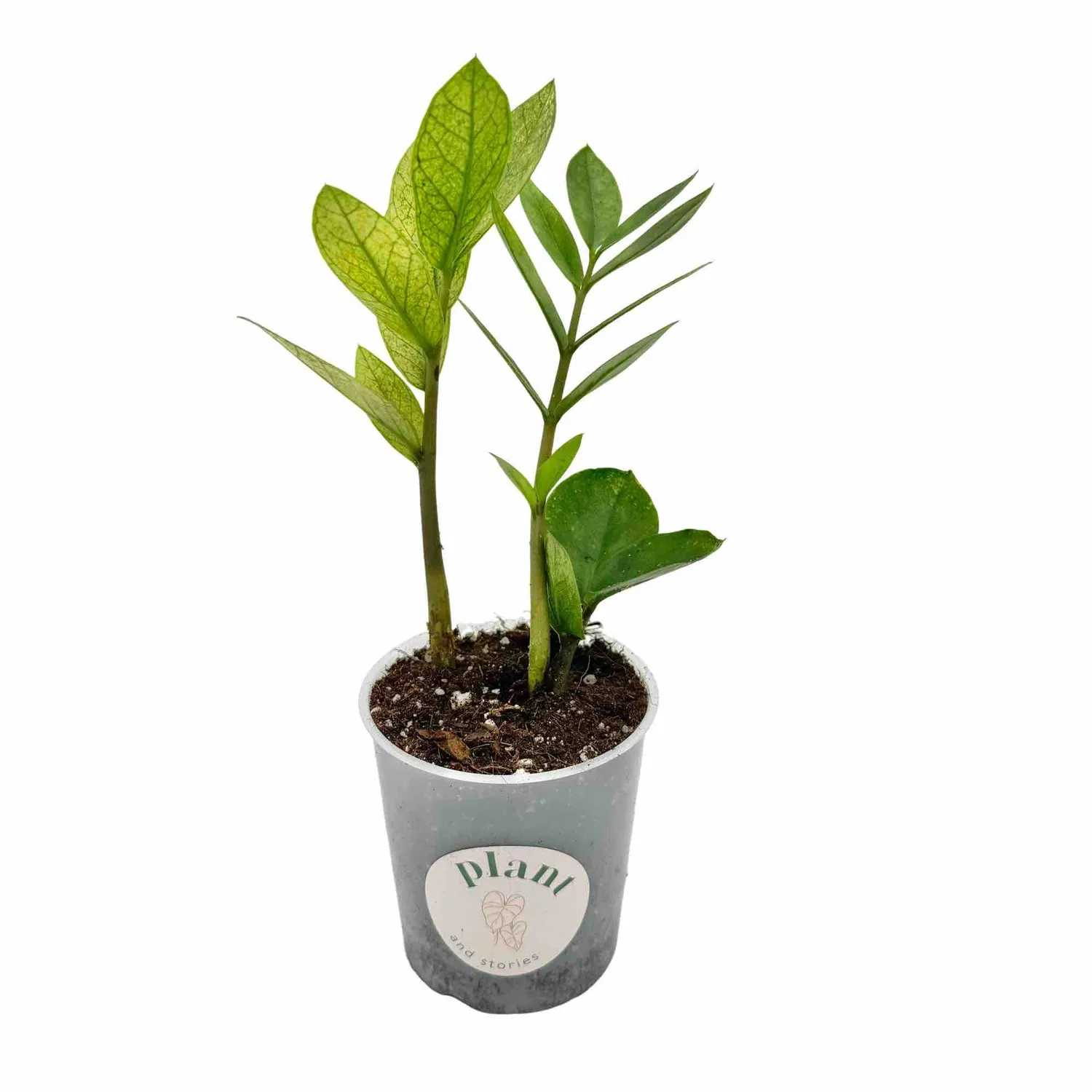 PLANT AND STORIES Zamioculcas Chameleon plante pot 14 cm panaché