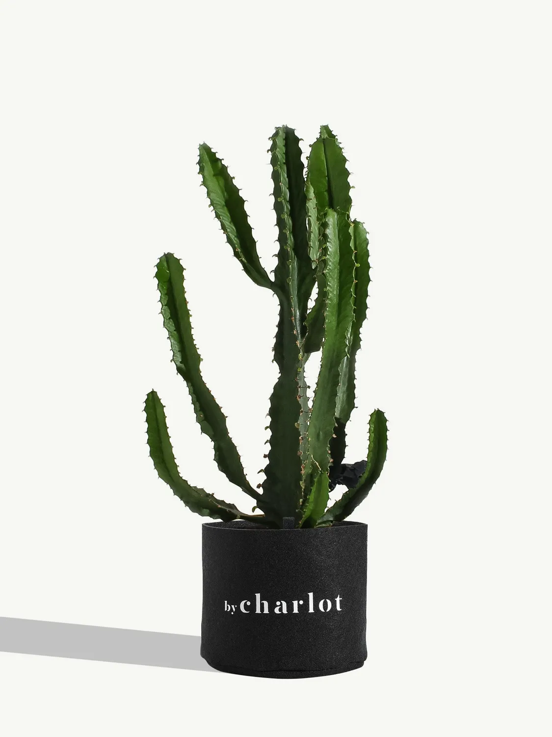 By Charlot Le Splendide plante euphorbe 28-32 cm