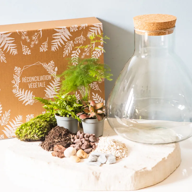 Réconciliation Végétale Kit Terrarium Humide 3 Plantes Bocal Verre