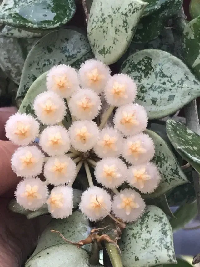 Plant and Stories Hoya Silver Eskimo plante d’intérieur pot 6 cm argenté