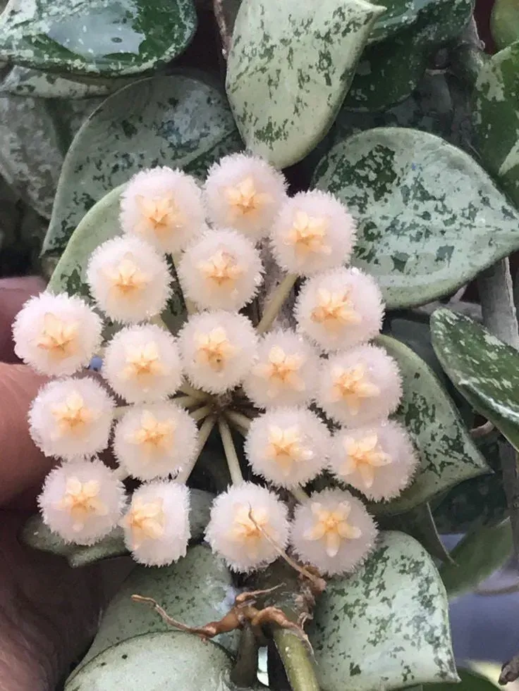 Plant and Stories Hoya Silver Eskimo plante d’intérieur pot 6 cm argenté