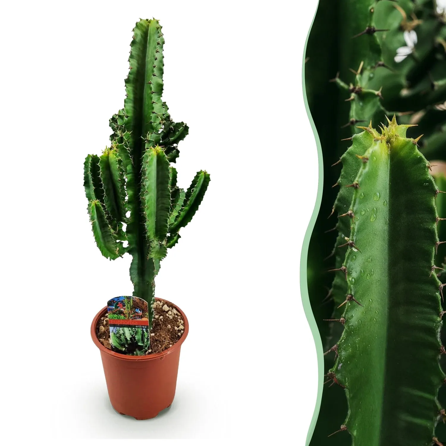 Plant and Stories Euphorbia Eritrea plante d'intérieur 1 plante 60 cm