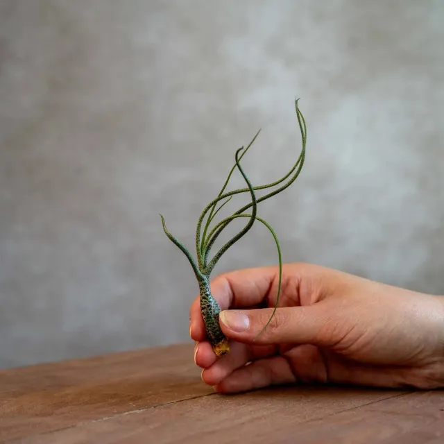 Airplantshop Butzii tillandsia tentacules rayées
