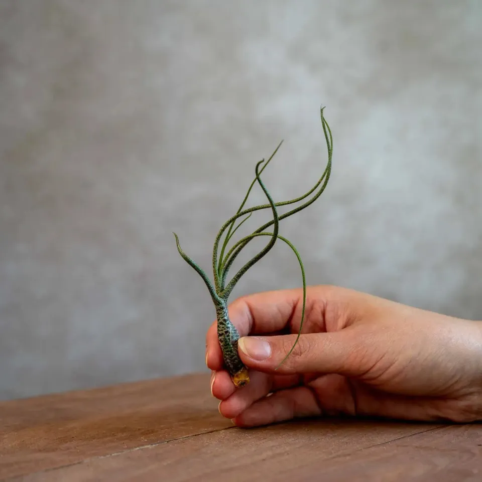 Airplantshop Butzii tillandsia tentacules rayées