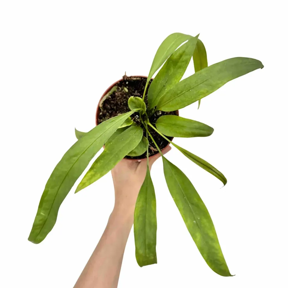 Plant and Stories Anthurium Vittariifolium plante pot 12cm feuilles lanières