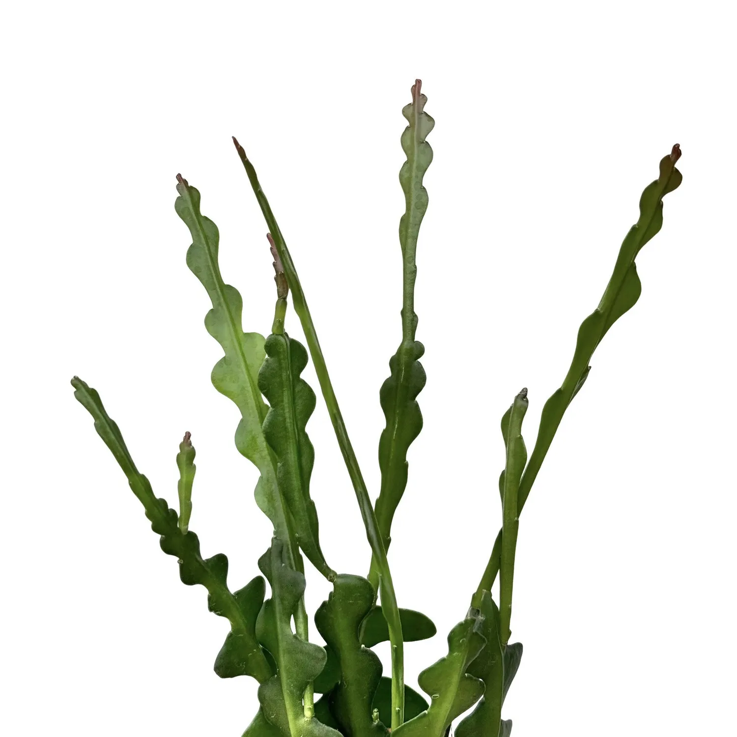 PLANT AND STORIES Epiphyllum Anguliger cactus pot 9 cm retombant