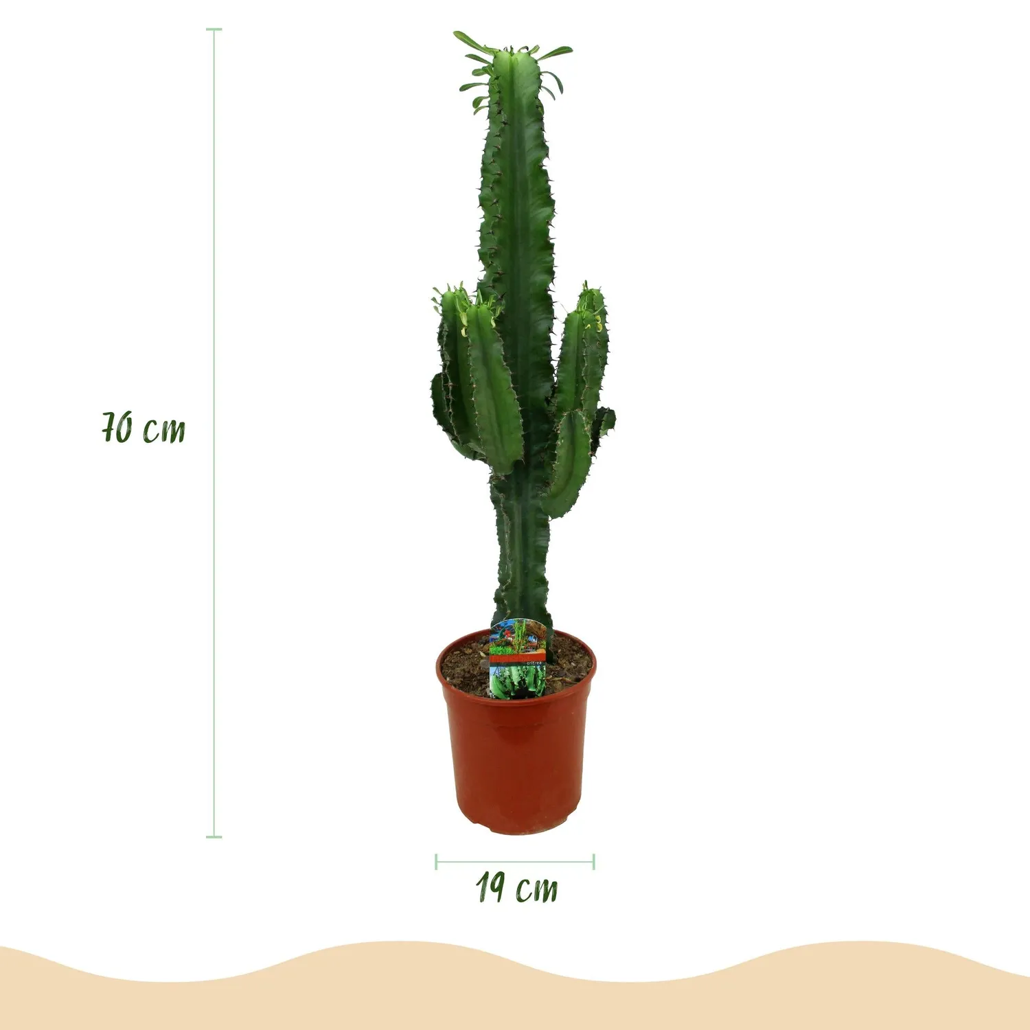 Plant and Stories Euphorbia Eritrea arbre à lait pot 19 cm 70 cm