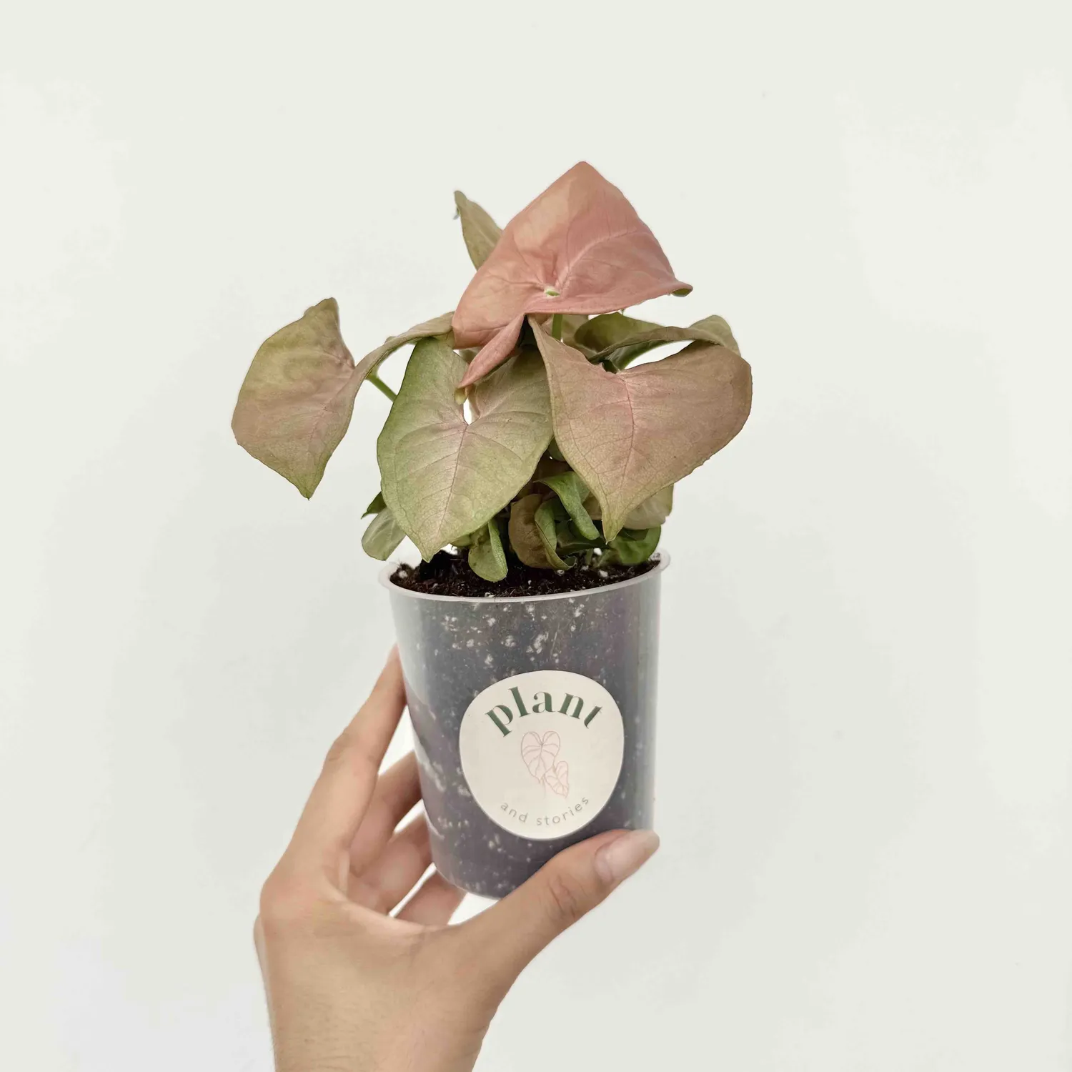 PLANT AND STORIES Syngonium Neon Robusta plante rose pot 6 cm