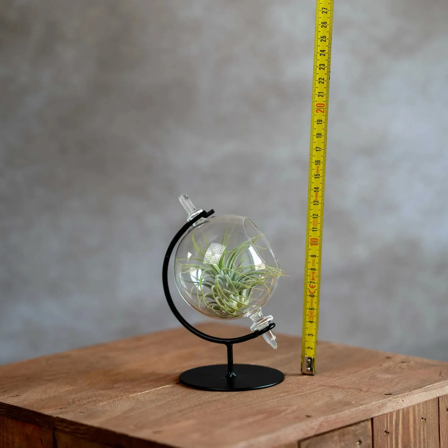 Airplantshop petit globe terrarium ionantha verte
