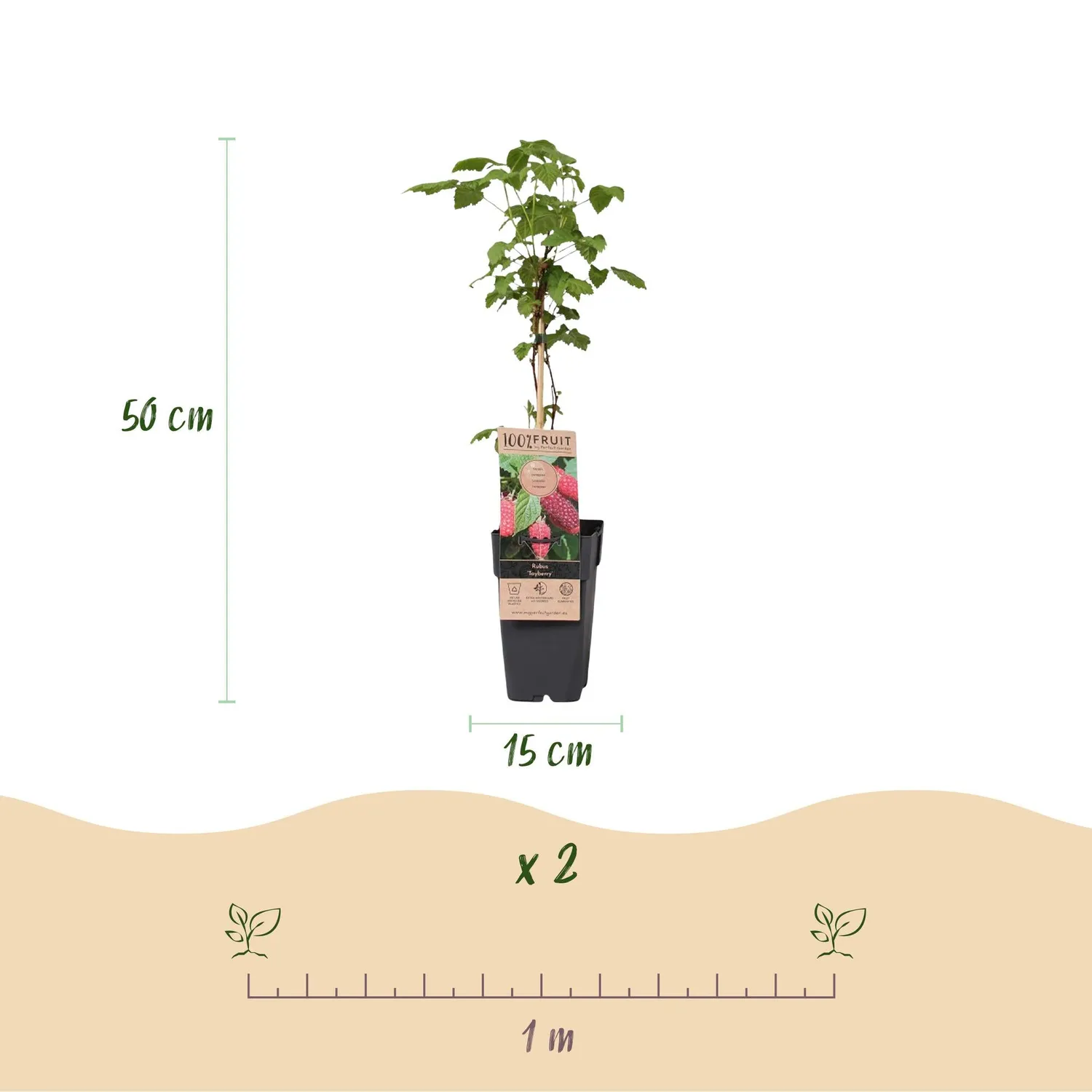 Plant and Stories Tayberry mûre fruitier lot 2 pot 15cm