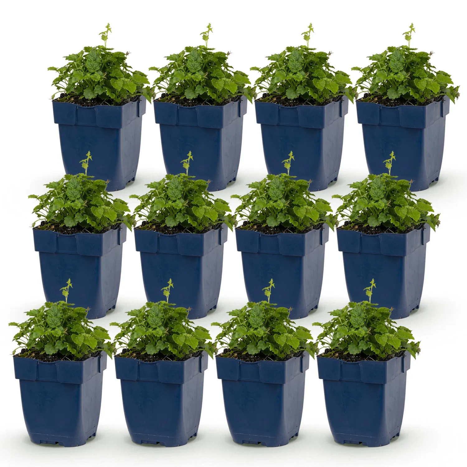 Plant and Stories Lisduggan campanule couvre-sol pot 11 cm 1 plant
