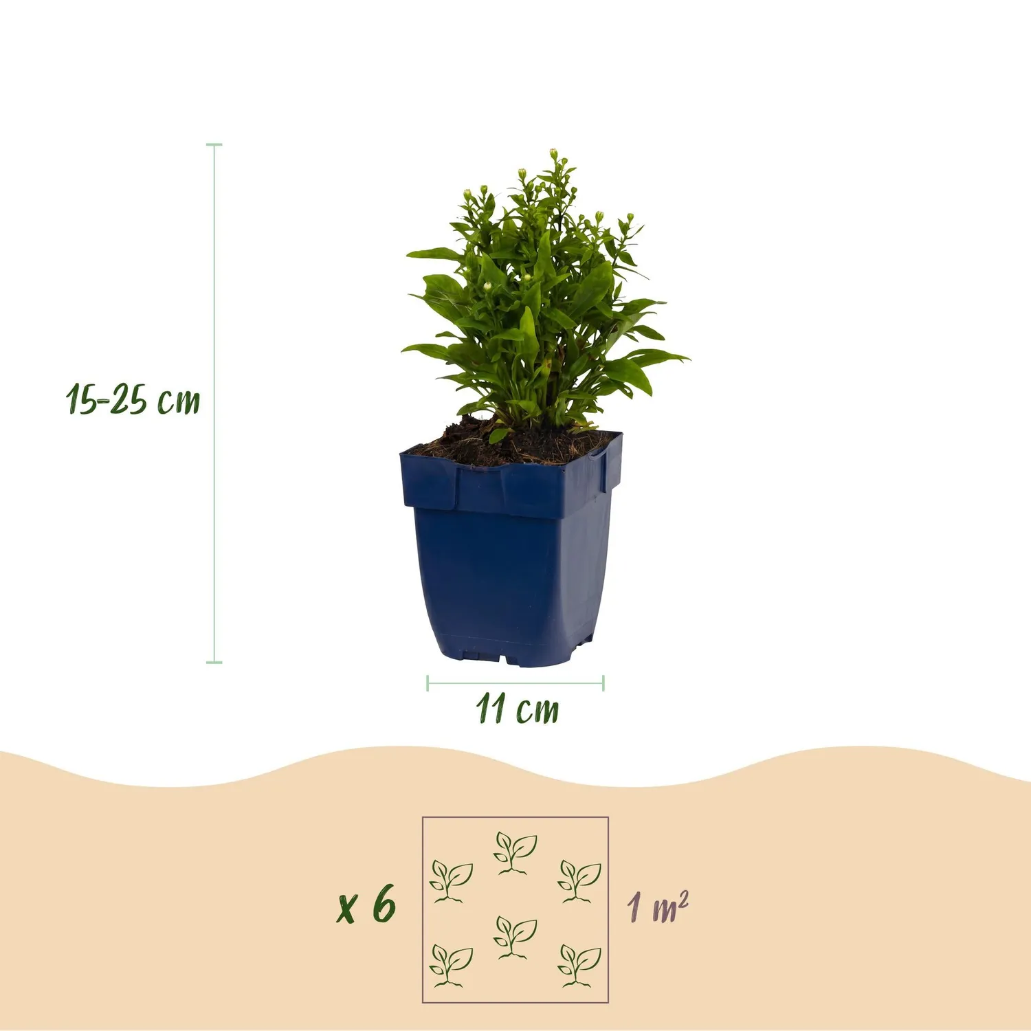 Plant and Stories Aster Méditerranée vivace pot 11 cm soleil