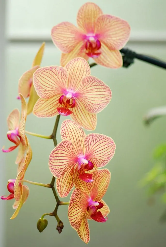 Plant and Stories Phalaenopsis engrais orchidées 250 ml pipette