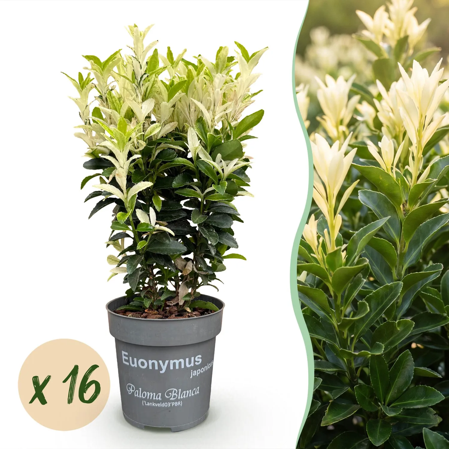 PLANT AND STORIES Fusain Paloma Blanca haie 8 plants persistant