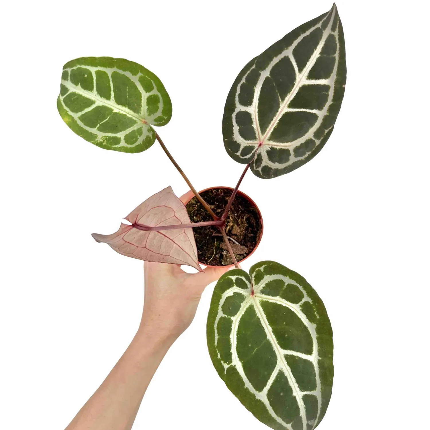 Plant and Stories Anthurium Docblock Michelle plante pot 9 cm