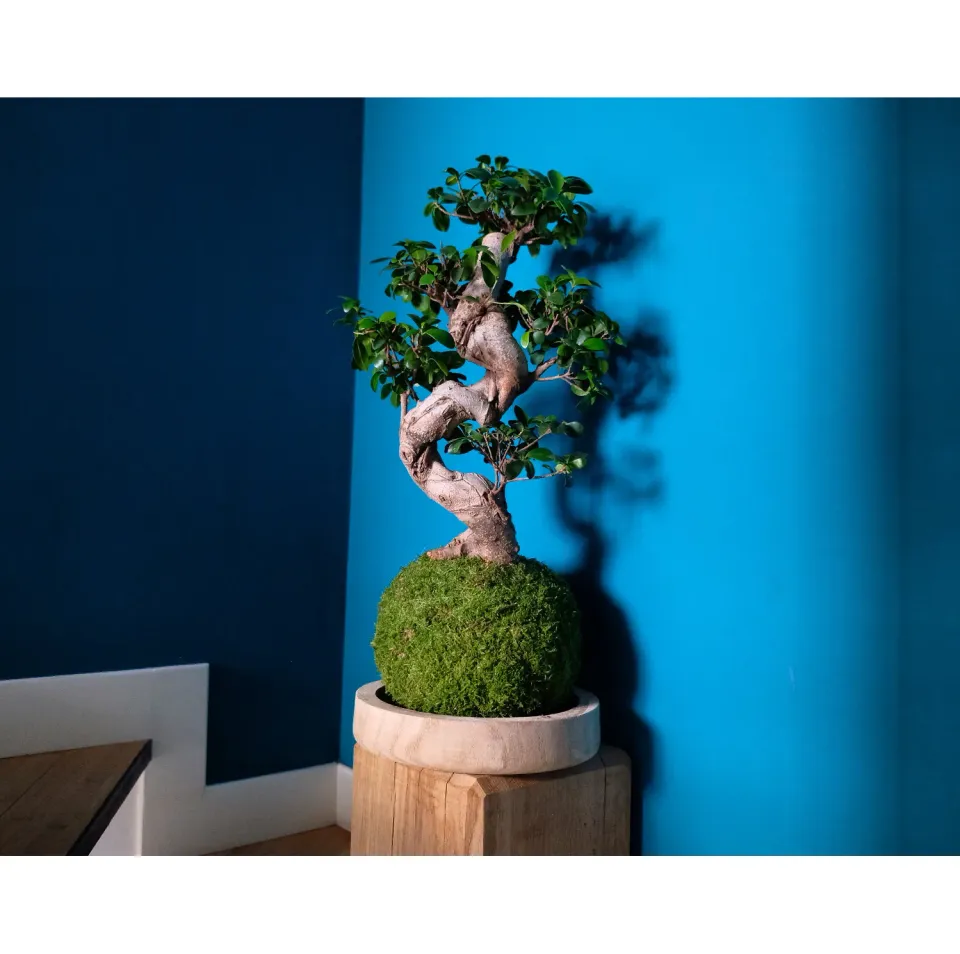 Oh My Green Ficus Ginseng kokedama taille XL racines sculptées