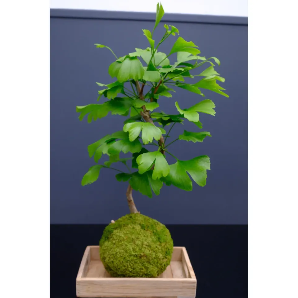 Oh My Green Ginkgo biloba kokedama L feuillage or
