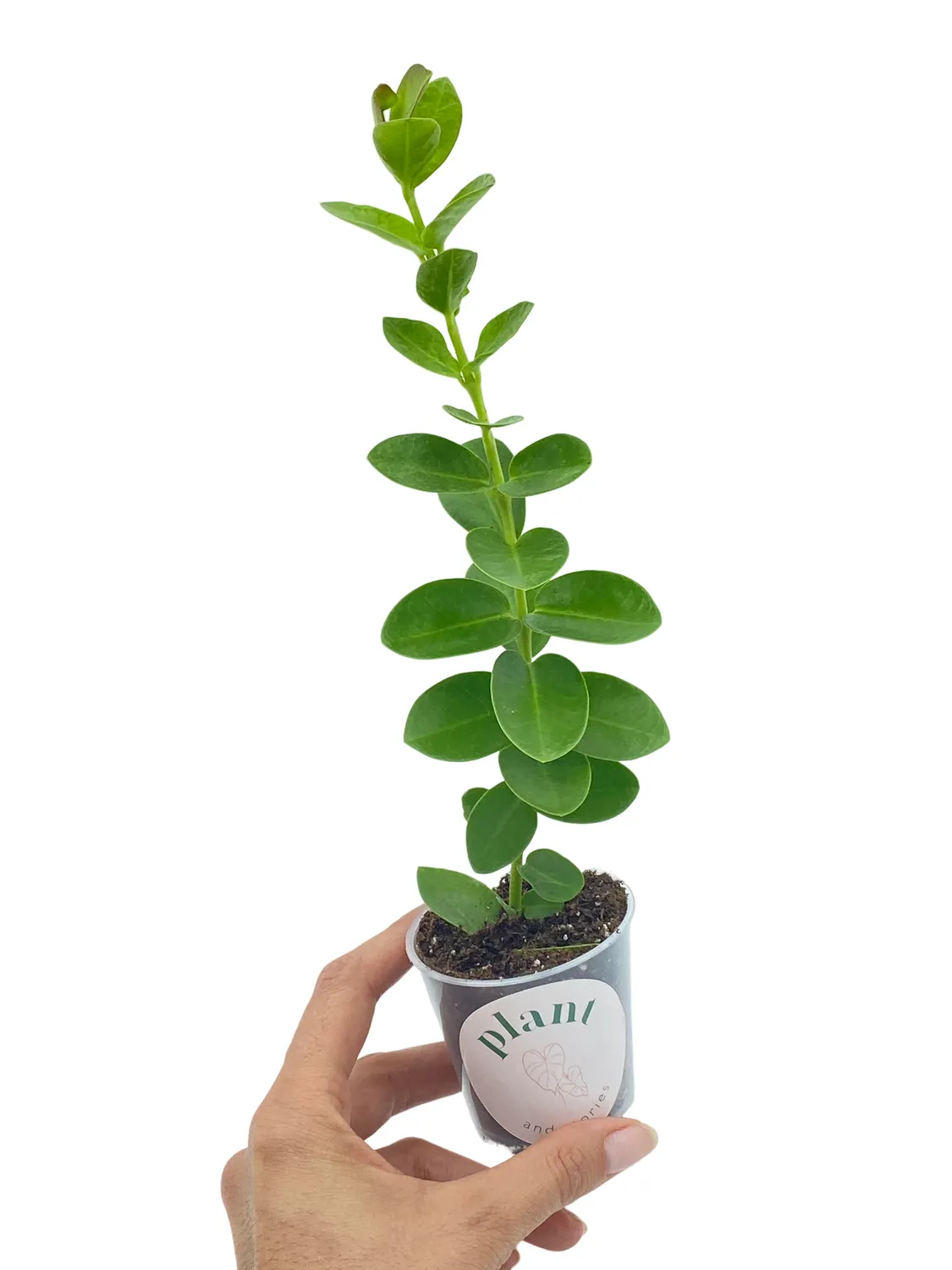 Plant and Stories Hoya Cumingiana plante pot 6cm fleurs parfumées