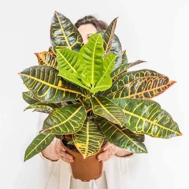 Réconciliation Végétale Léonie Croton Petra plante verte colorée