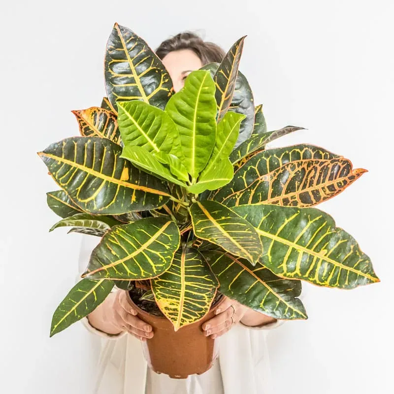 Réconciliation Végétale Léonie Croton Petra plante verte colorée