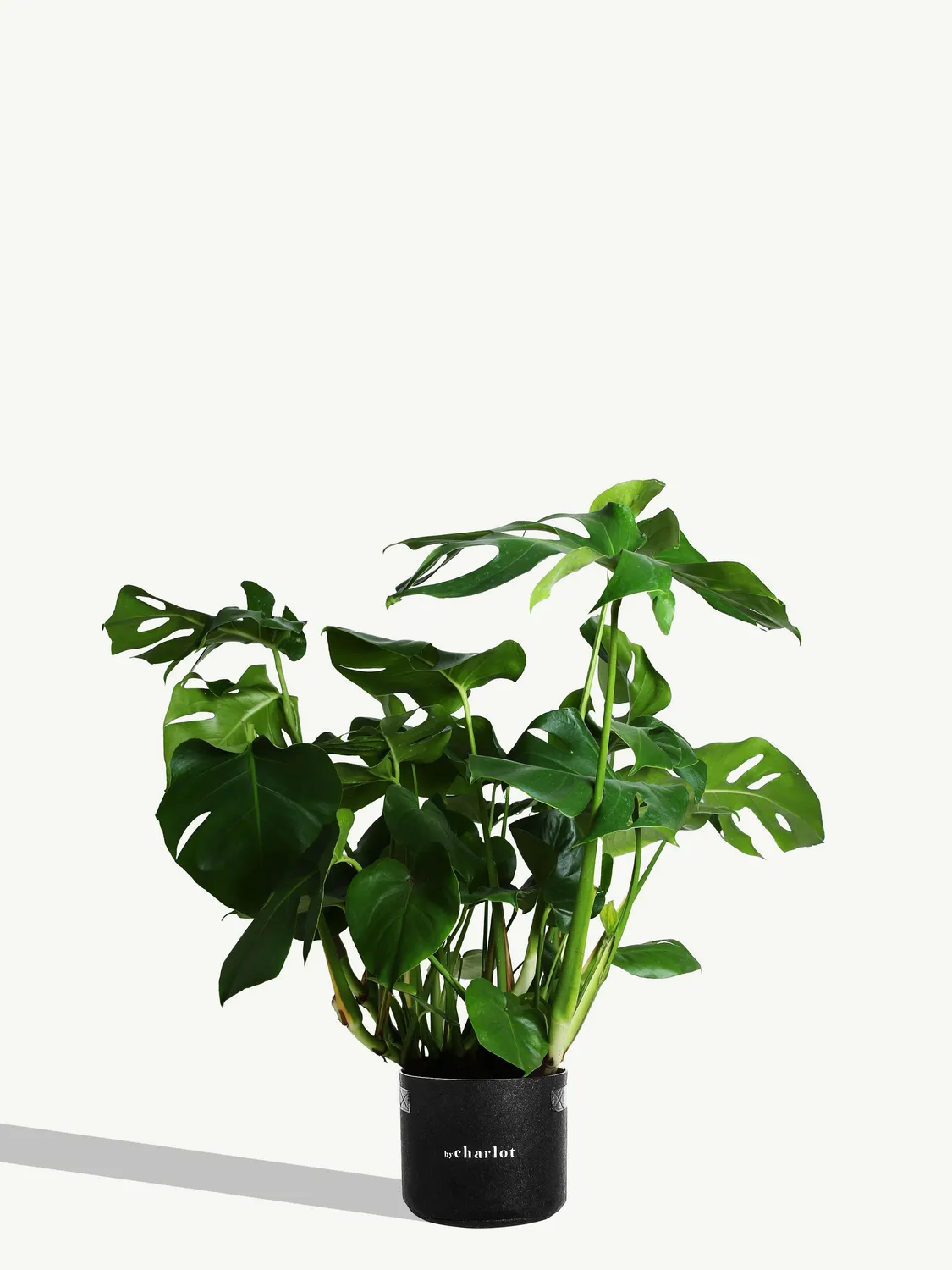 By Charlot La Sauvage plante recharge XL