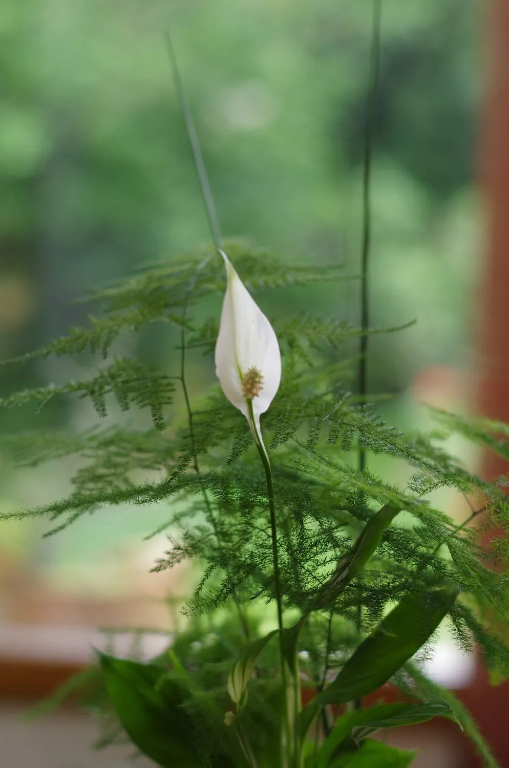 Aquaphyte Talamanca kokedama spathiphyllum duo