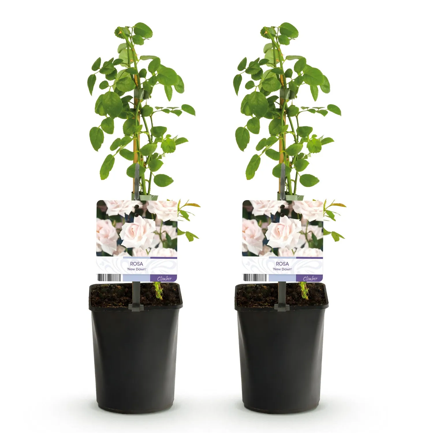 Plant and Stories New Dawn rosier grimpant lot de 2 parfumé