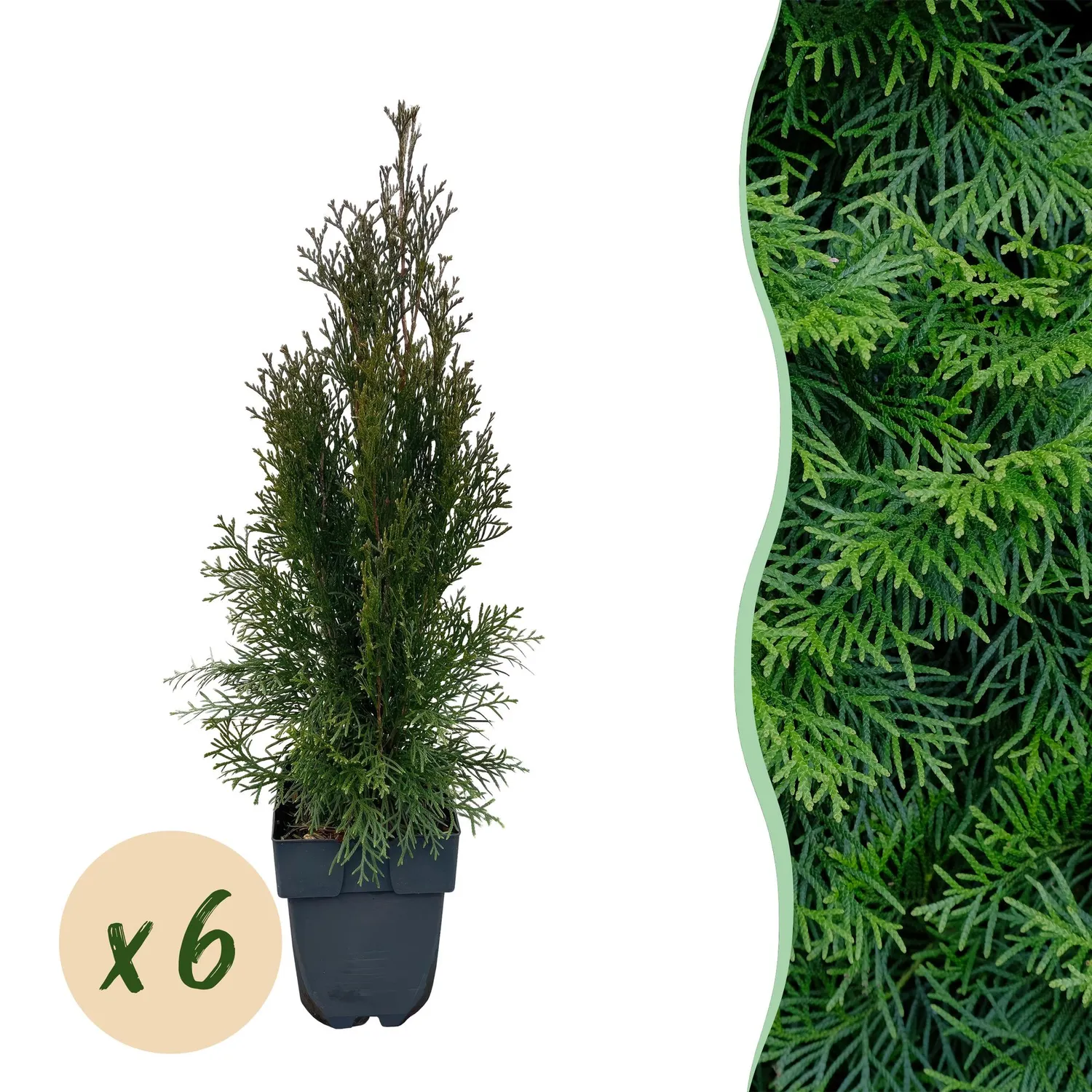 Plant and Stories Smaragd thuya haie lot 6 persistant