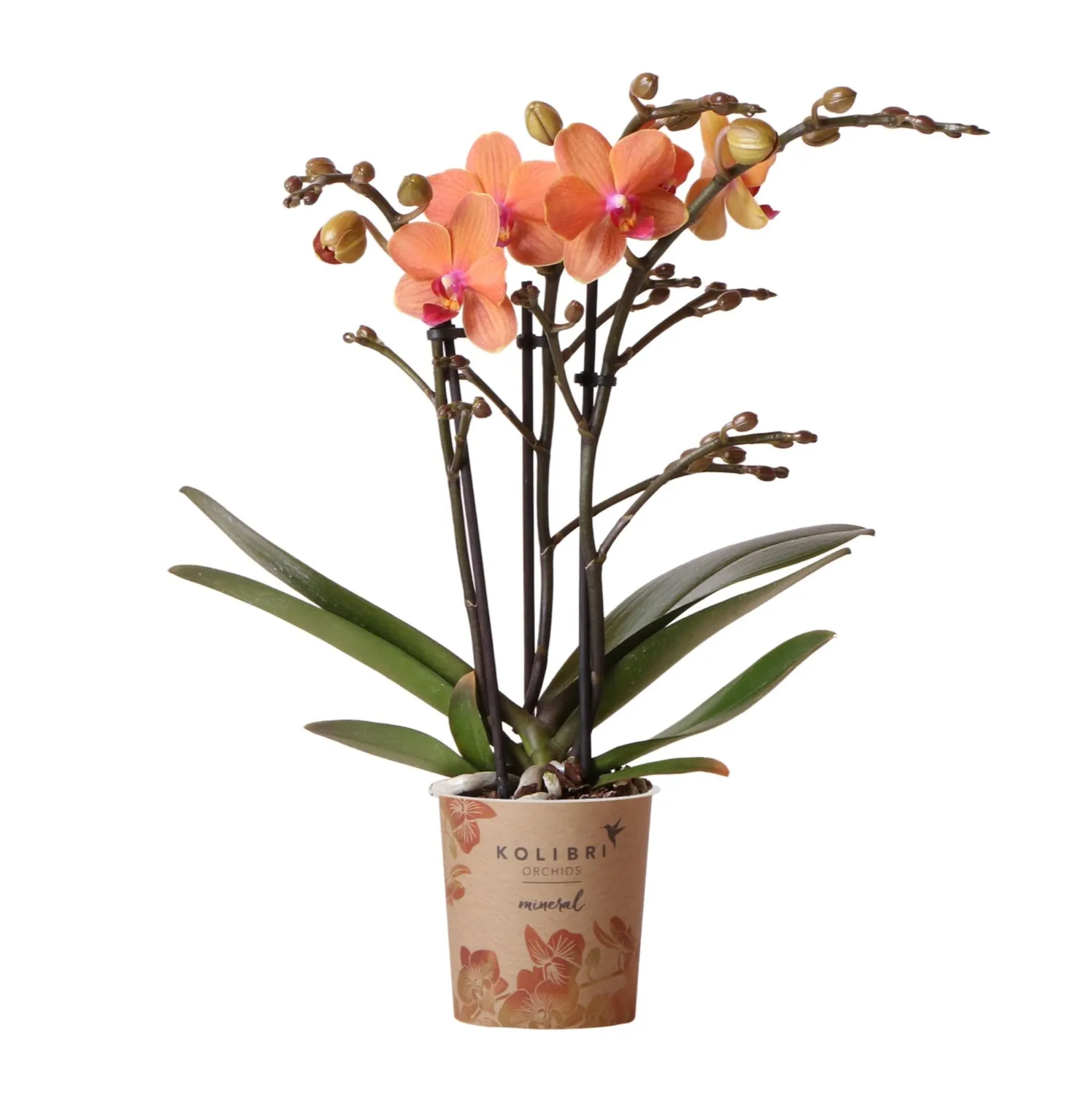 Plant and Stories Phalaenopsis Bolzano orchidée orange pot 9 cm