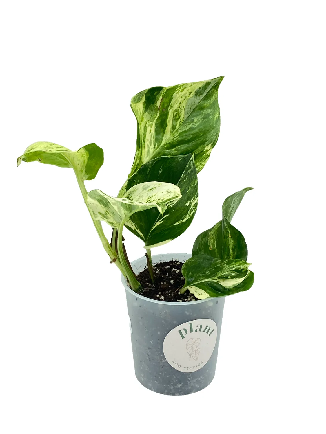 PLANT AND STORIES Epipremnum Manjula plante pot 6 cm marbré