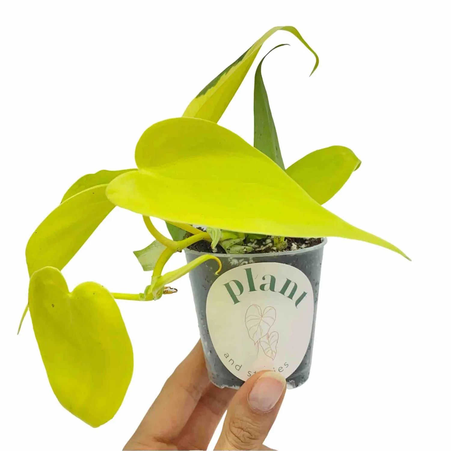 Plant and Stories Philodendron Scandens Lemon Lime pot 12 cm